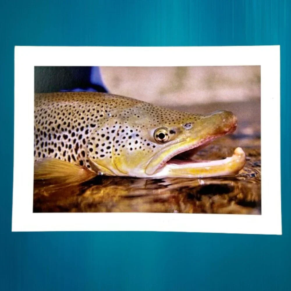 WILD TROUT Stationery Note Greeting Cards Blank 12 Cards + Envelopes Box